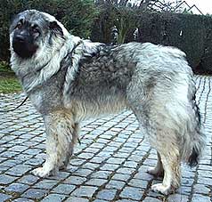 Cerak 10 months