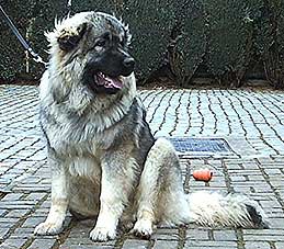 Cerak 10 months