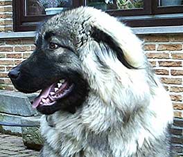 Cerak 10 months