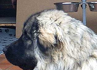 Cerak 10 months