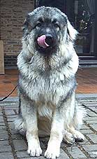 Cerak 10 months