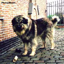 Cerak 2,5 Years