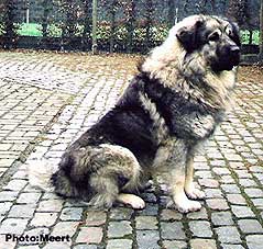 Cerak 2,5 Years