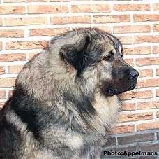 Cerak 3,5 Years