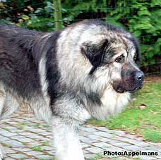 Cerak 3,5 Years