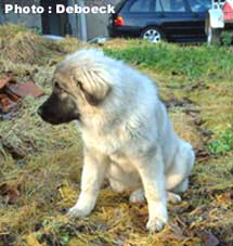 Cerak 5 months