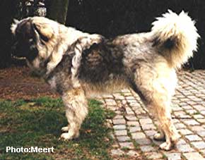 Cerak 8 months