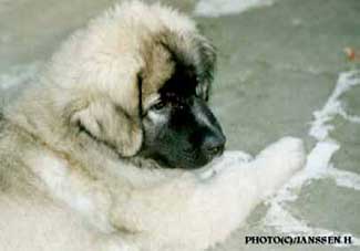 Cica Vesna 13 weeks