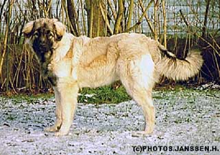 Cica Vesna 6,5 months