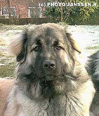 Cica Vesna 8 months