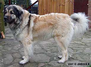 Cica Vesna 36 months