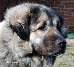Cica Vesna 3,5 years
