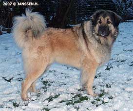 Cica Vesna 3,5 years