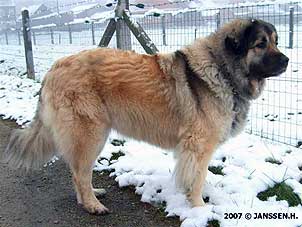 Cica Vesna 3,5 years