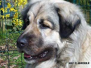 Cica Vesna 4 years