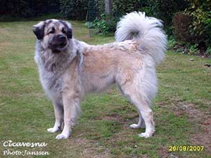 Cica Vesna 4 years