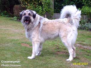 Cica Vesna 4 years