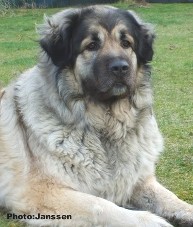 Cica Vesna 4,5 years
