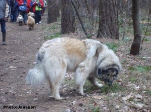 Cica Vesna 4,5 years