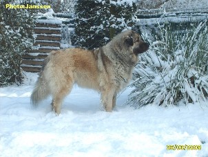Cica Vesna 5 years