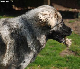 Sarplaninac Hodessa 9 months