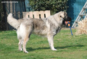 Sarplaninac Hodessa 9 months