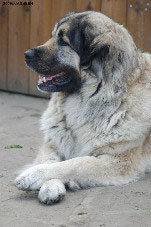 Sarplaninac Cicavesna 6 years