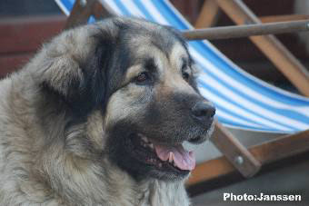Sarplaninac Cicavesna 6 years