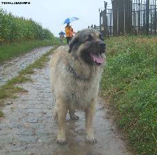 Sarplaninac Cicavesna 6 years