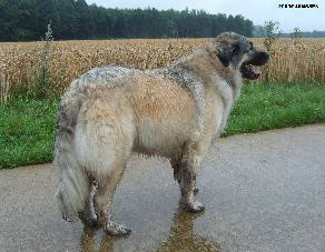 Sarplaninac Cicavesna 6 years