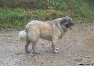 Sarplaninac Cicavesna 6 years