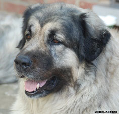 Sarplaninac Cicavesna 6,5 years