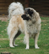 Sarplaninac Cicavesna 6,5 years