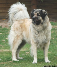 Sarplaninac Cicavesna 6,5 years