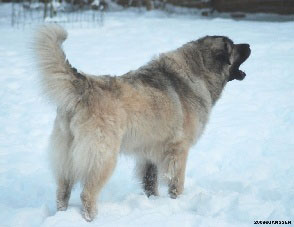 Sarplaninac Cicavesna 6,5 years