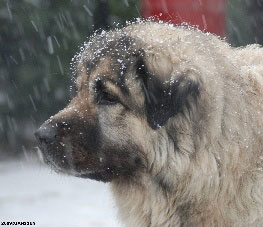 Sarplaninac Cicavesna 6,5 years