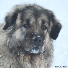 Sarplaninac Cicavesna 6,5 years