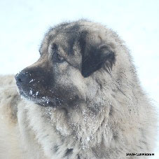 Sarplaninac Cicavesna 6,5 years