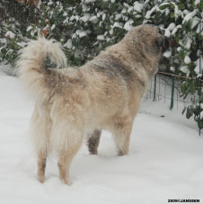 Sarplaninac Cicavesna 6,5 years