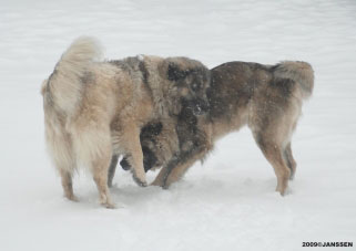 Sarplaninac Cicavesna 6,5 years