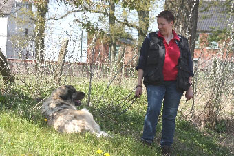 Sarplaninac Cicavesna 7 years