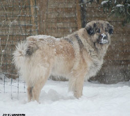 Sarplaninac Cicavesna 7 years