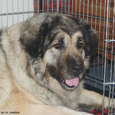 Sarplaninac Cicavesna 7 years