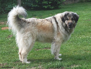 Sarplaninac Cicavesna 7 years