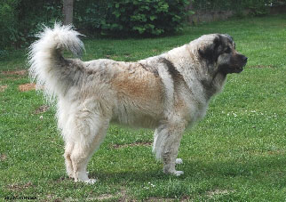 Sarplaninac Cicavesna 7 years