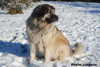 Sarplaninac Cicavesna 7,5 years