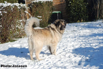 Sarplaninac Cicavesna 7,5 years