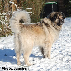 Sarplaninac Cicavesna 7,5 years