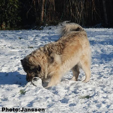 Sarplaninac Cicavesna 7,5 years