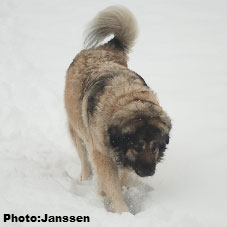 Sarplaninac Cicavesna 7,5 years